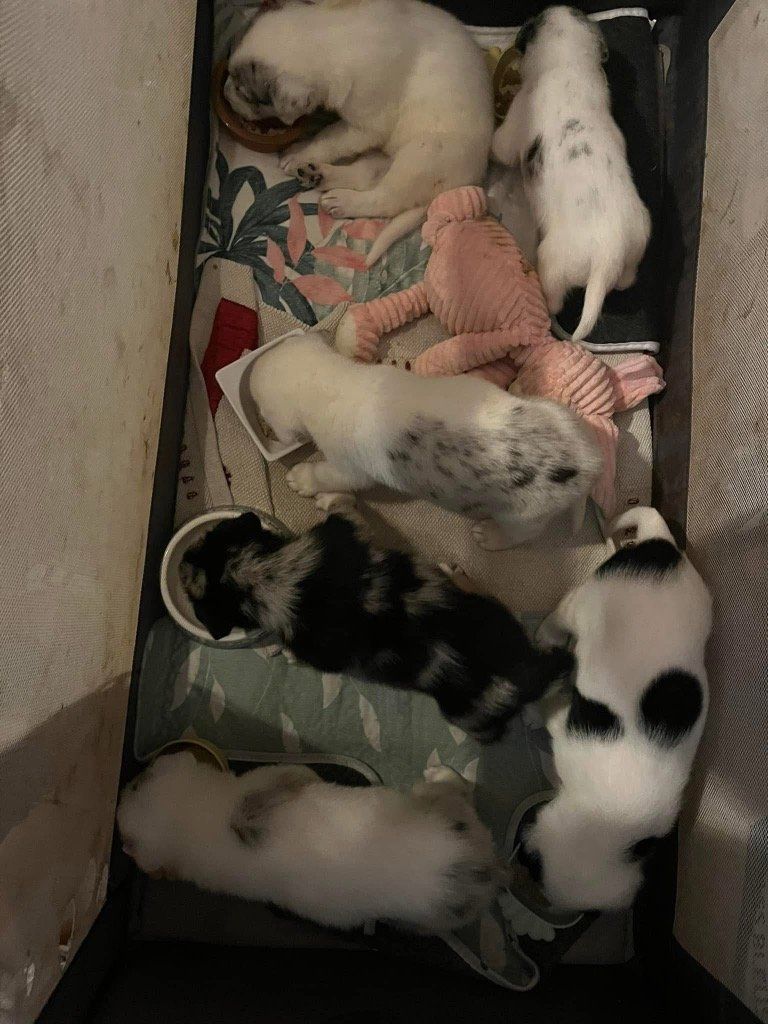 Prise en charge des bebous au biberon avec l’aide plus que précieuse de Association les Nac de Provence
Marley devenu Milo
Bandit devenu Youka
Mina Plume
Roméo
Ange malvoyant reste à l’association Plumes’o Poils
Star aveugle est à l’adoption