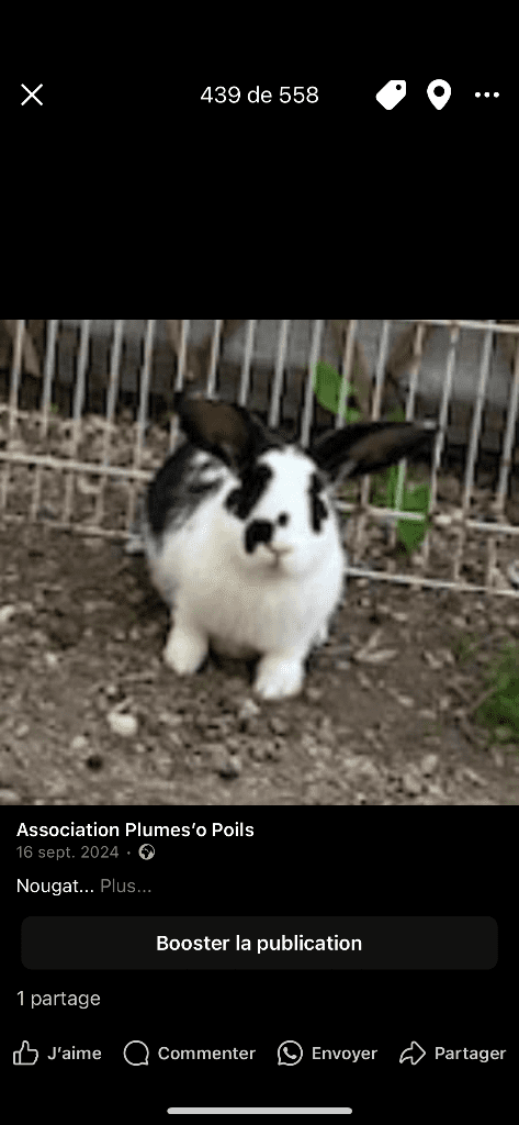 Nougat
Frère de Elliott
Vie en extérieur avec son frère
Né en janvier 2024
Trouvé abandonné dans une cage
Mâle castré
Gentil calme et un peu moins câlin que Elliott
Il est un peu plus craintif mais trop mimi