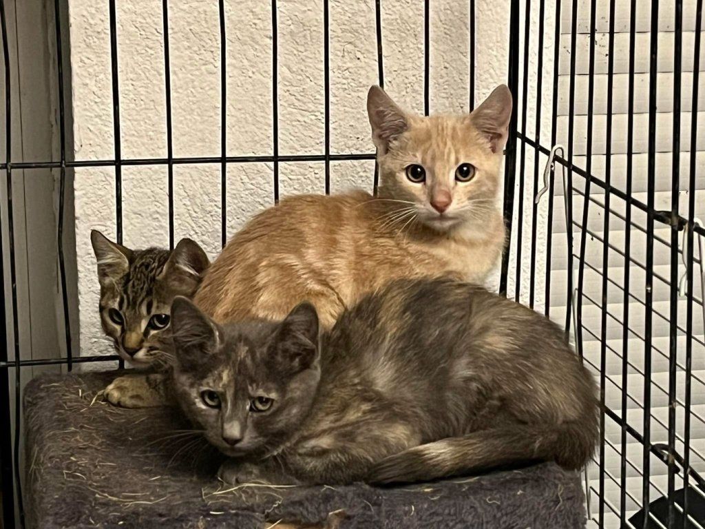 Crème devenu Perceval
Grincheux devenue Grinch
Guimauve actuellement en FA dans le but d’une adoption
