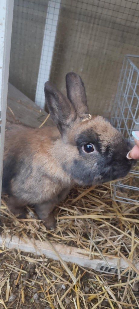 Mâle castré
Vie avec son frère en extérieur
Issu de la prise en charge du mois d’octobre
Pour rappel ils sont arrivés chez ma mère le jour de mon anniversaire en famille
Abandonnés en bord de route dans leur cage sous la pluie à brignoles
