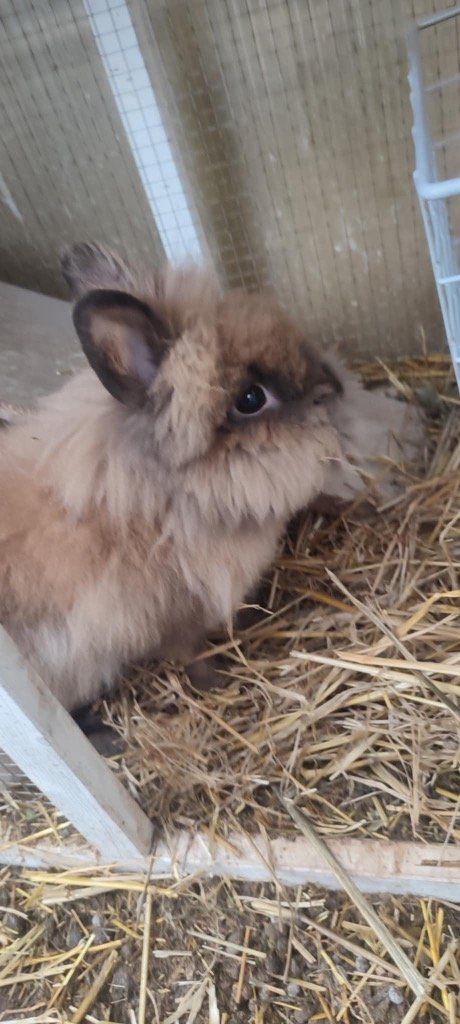 Mâle castré
Vie avec son frère en extérieur
Issu de la prise en charge du mois d’octobre
Pour rappel ils sont arrivés chez ma mère le jour de mon anniversaire en famille
Abandonnés en bord de route dans leur cage sous la pluie à brignoles