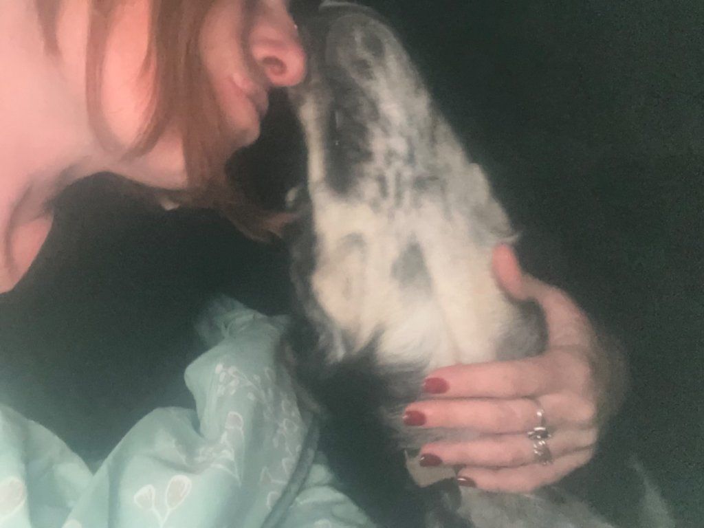 Le beau Marley devenu Milo
Revenu à l’association en urgence et adopté
Il retrouve son prénom d’origine plein d’amour Marley ❤️