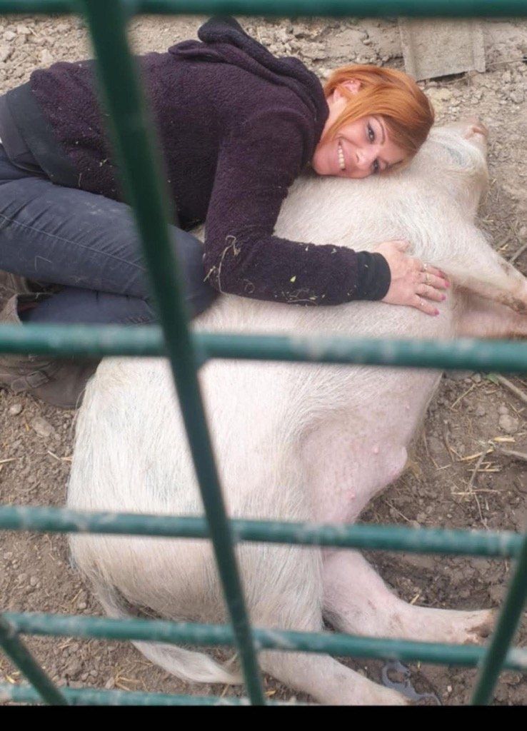 Monsieur Cochon
Récupéré en juin 2024 en divagation
Mâle castré
Naissance estimé janvier 2024
En adoption double avec Celeste truie vietnamienne
