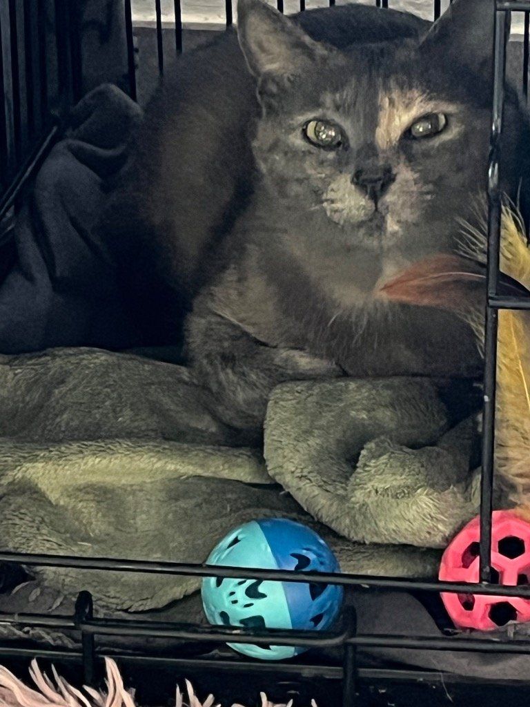 Rebelle
Jeune minette âge estimé 1 an
Calme et câline
Aime jouer
Ok chat
Chien en cours mais en théorie ok
Idéal un congénère avec elle pour jouer
Enfant en bas âge à éviter